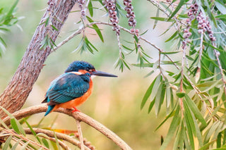 Observation d’un martin pécheur dans la nature