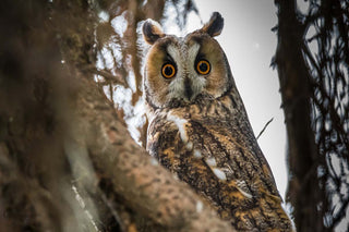 Observer le Hibou Moyen-duc, un rapace nocturne présent en France