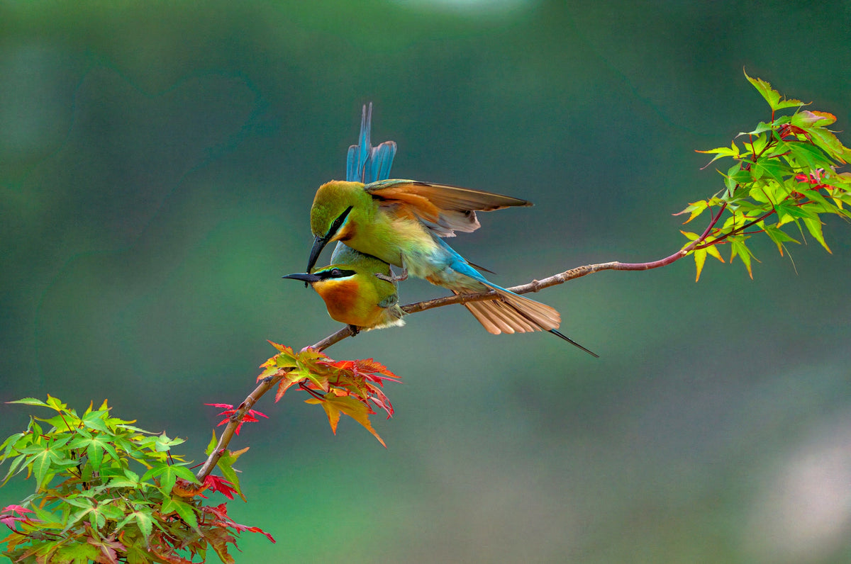 Ornithologie