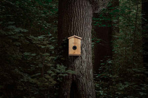Nichoir à oiseaux connecté avec détection des espèces par ia ez-nesteye