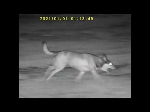 Monoculaire Bushnell de vision nocturne Equinox X650 5X32 MM